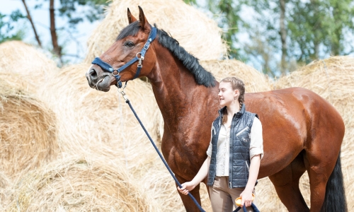 Health & Safety Working With Equines.